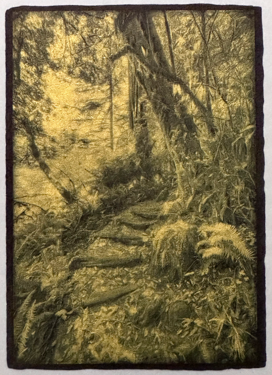 PathThroughTheRedwoods